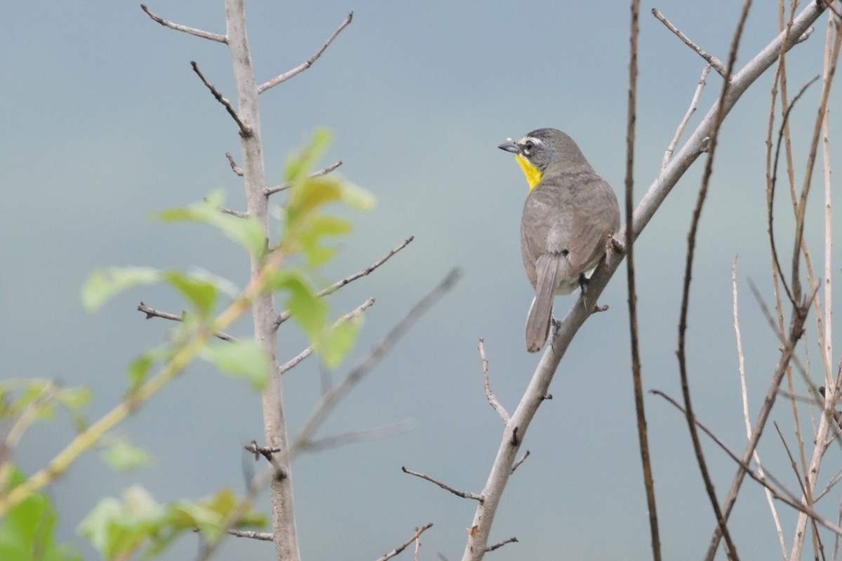 Yellow-breasted Chat - ML66400311