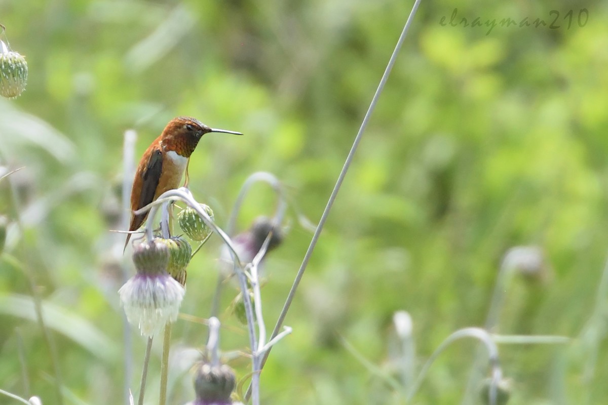 Rufous Hummingbird - Ricardo Arredondo
