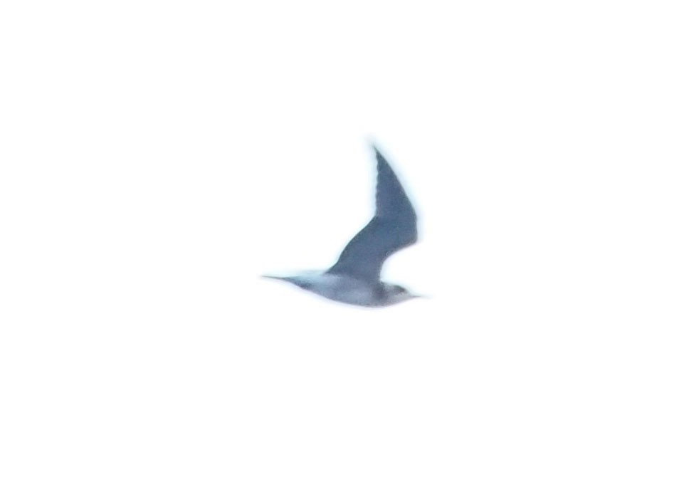 Black Tern - Bobby Brown