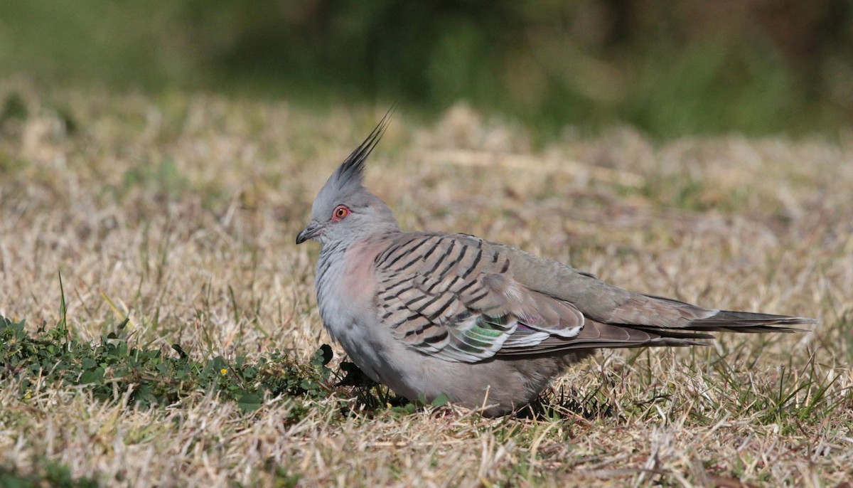 Crested Pigeon - ML66404971