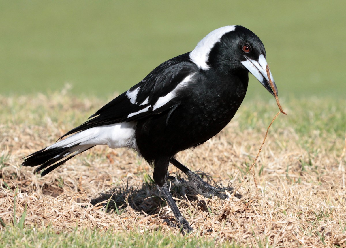 Australian Magpie (Black-backed) - ML66405021
