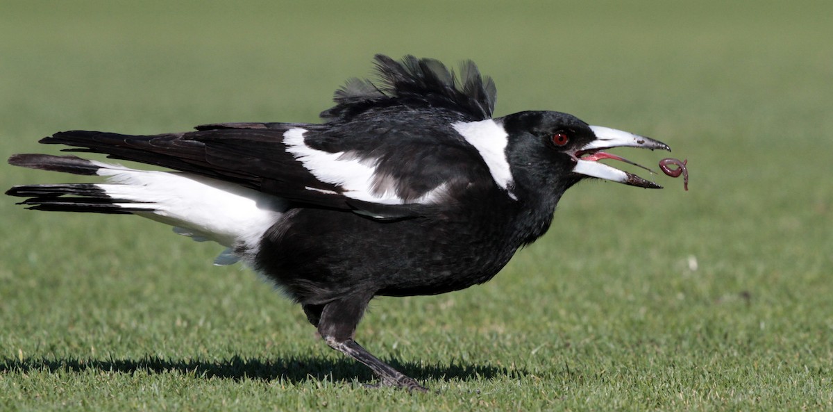Australian Magpie (Black-backed) - ML66405051