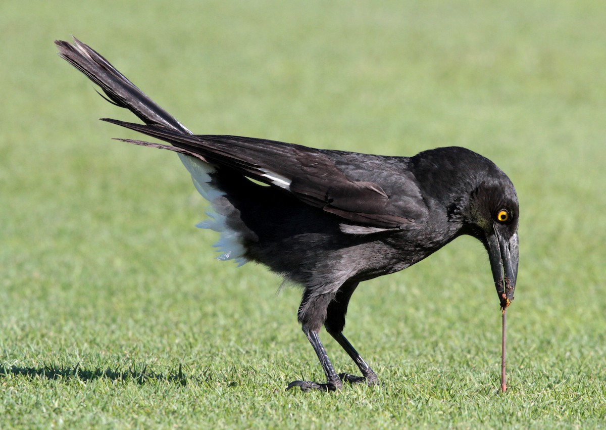 Pied Currawong - ML66405081
