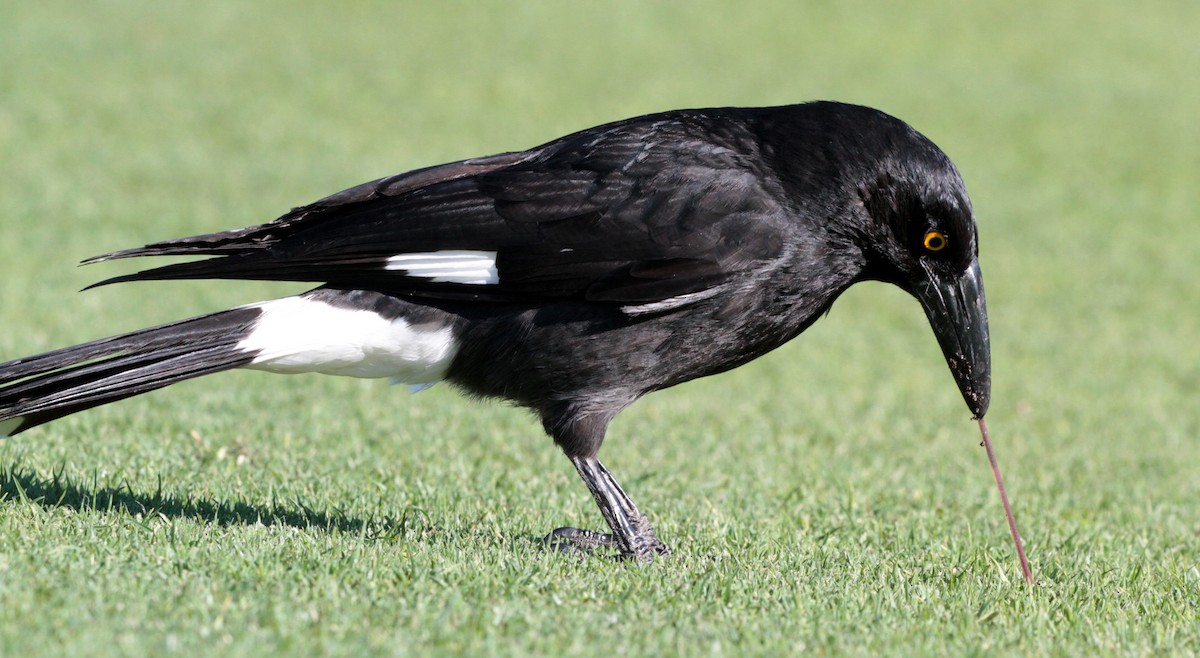 Pied Currawong - ML66405091