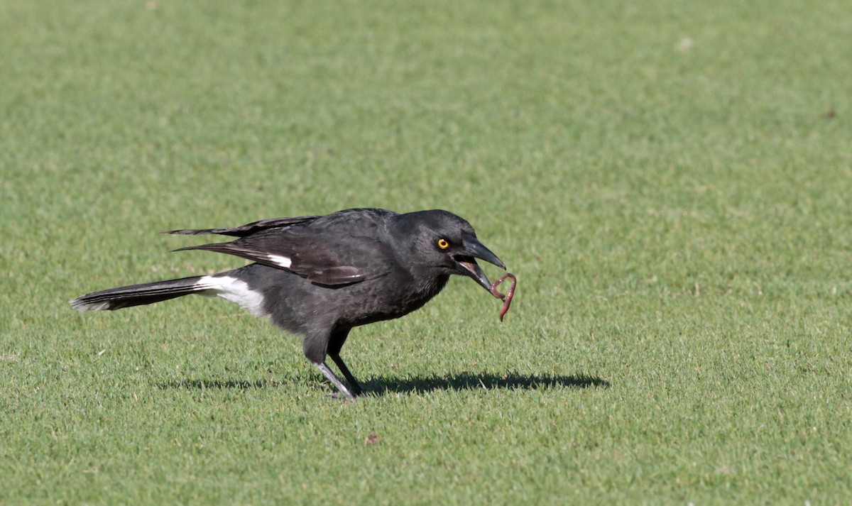 Pied Currawong - Corey Callaghan