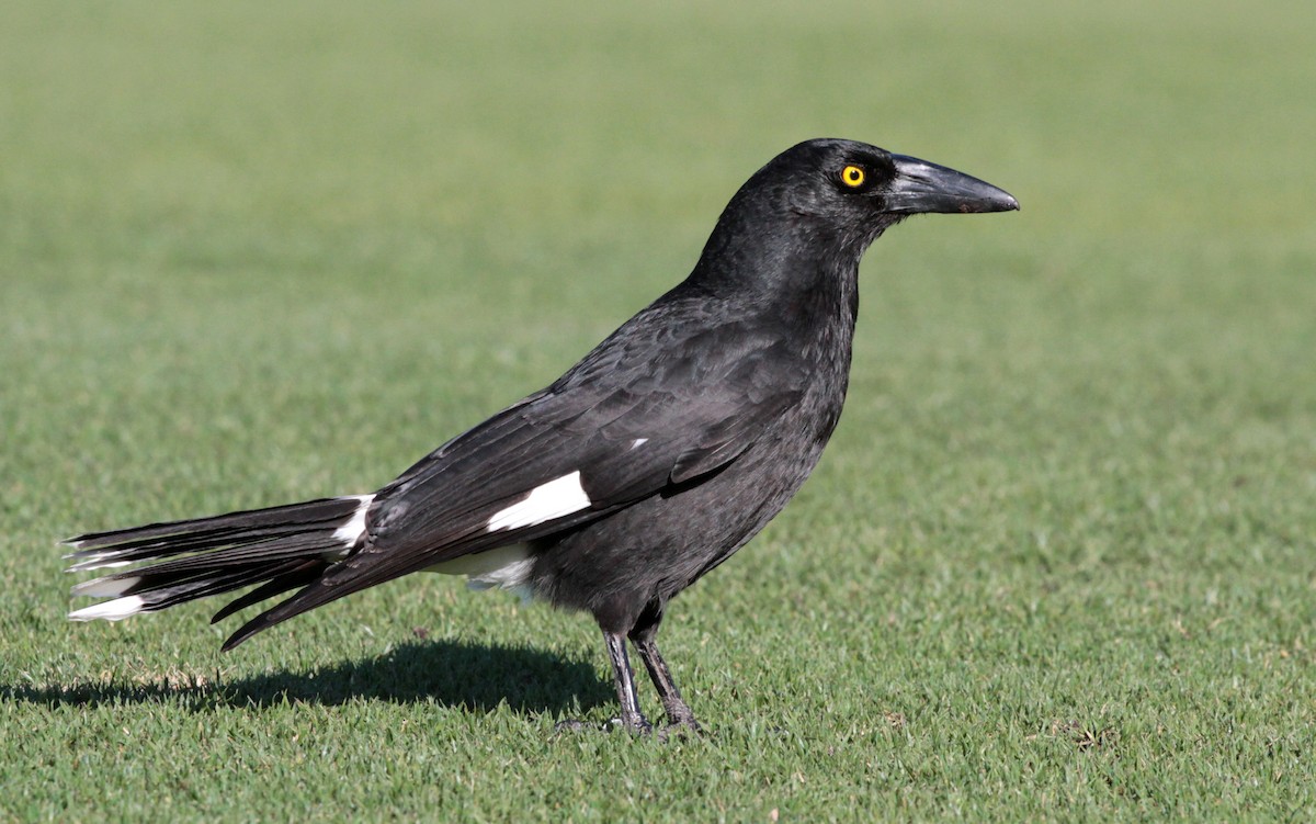 Pied Currawong - ML66405181