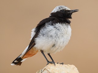 Mourning Wheatear - eBird