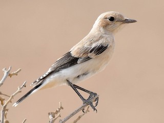 Mourning Wheatear - eBird