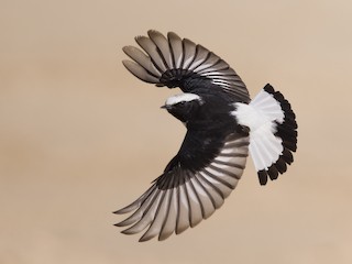 Mourning Wheatear - eBird