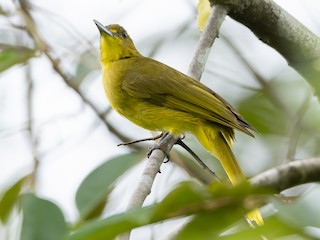 Ambon Golden-Bulbul - eBird