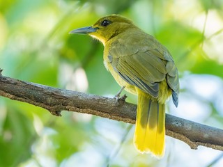 Ambon Golden-Bulbul - eBird