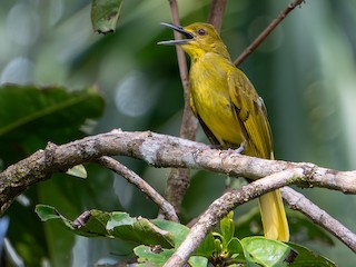 Ambon Golden-Bulbul - eBird