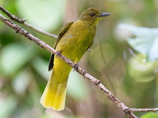 Ambon Golden-Bulbul - eBird