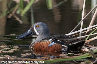 Australasian Shoveler, ML66408681