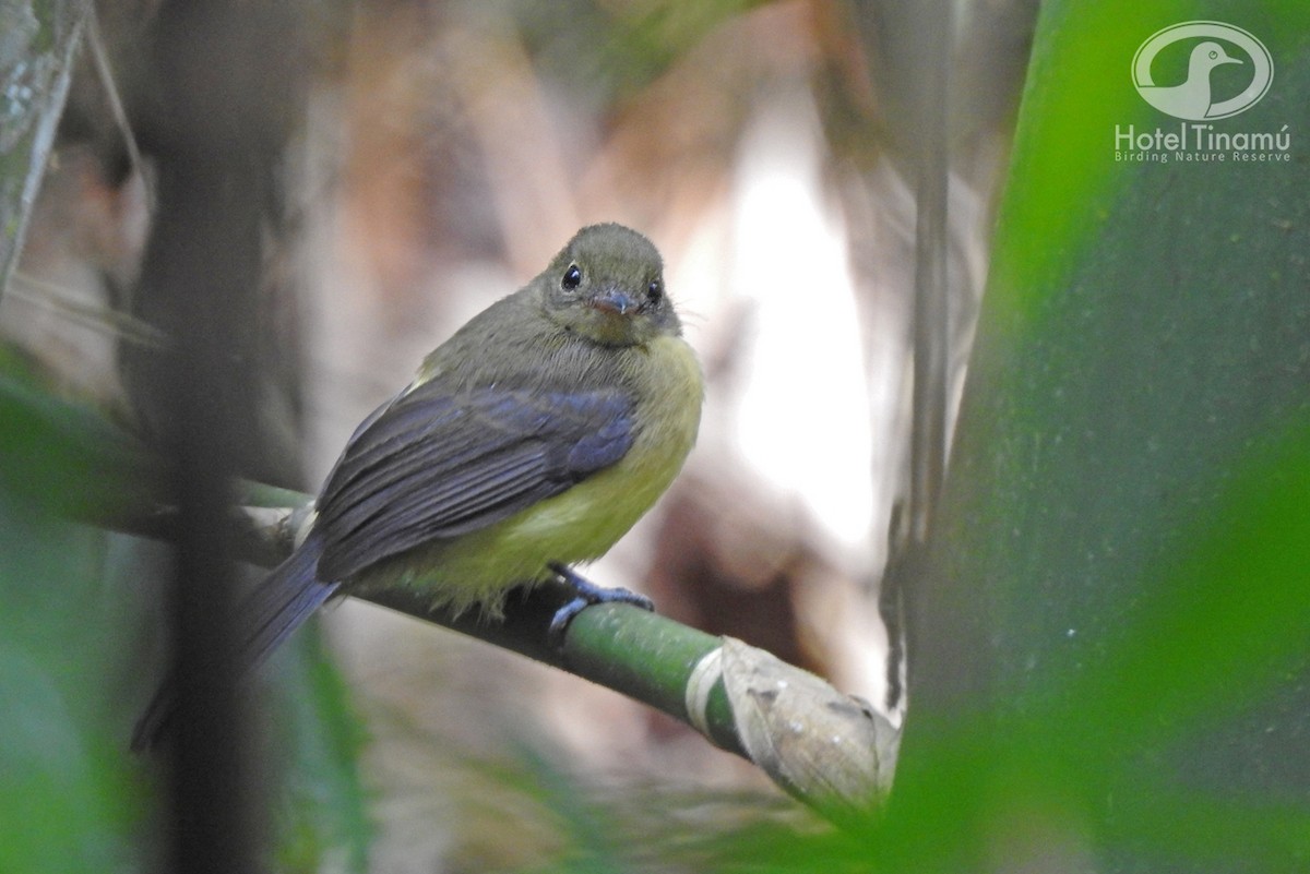 Black-tailed Flycatcher - Tinamú Birding Nature Reserve