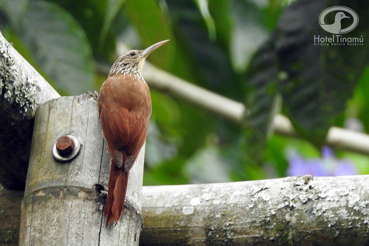 Streak-headed Woodcreeper - Tinamú Birding Nature Reserve