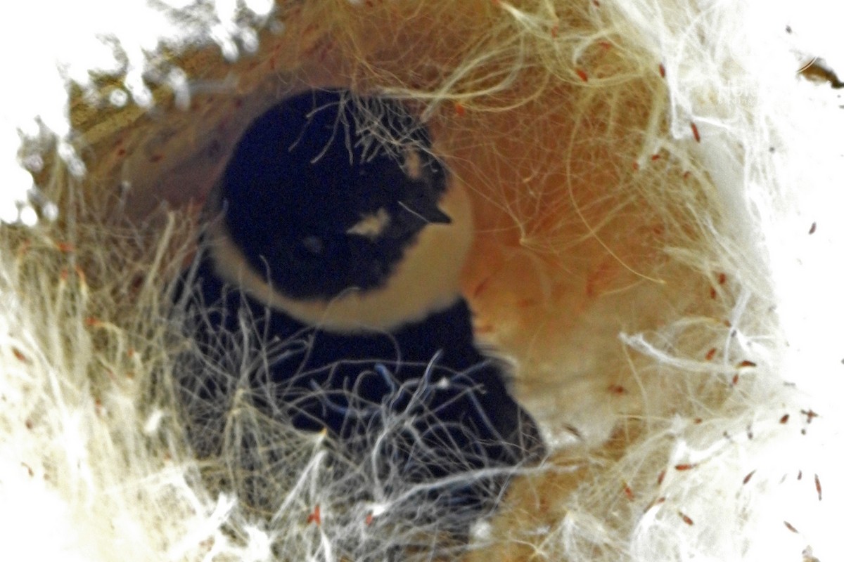 Lesser Swallow-tailed Swift - Tinamú Birding Nature Reserve