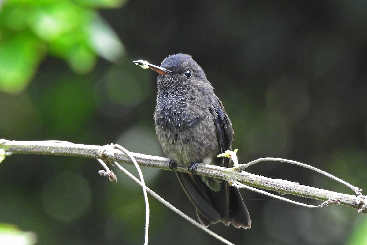 Steely-vented Hummingbird - Tinamú Birding Nature Reserve