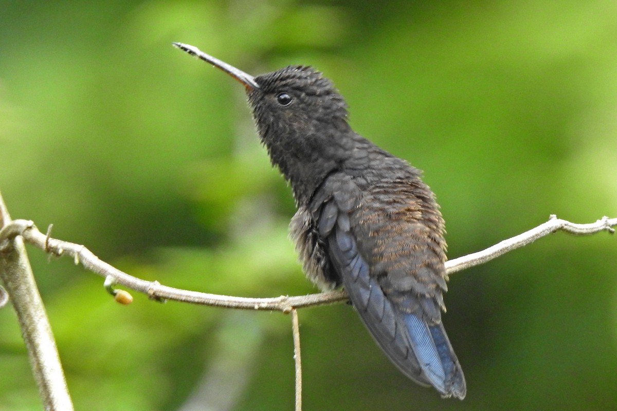 Steely-vented Hummingbird - ML66410481