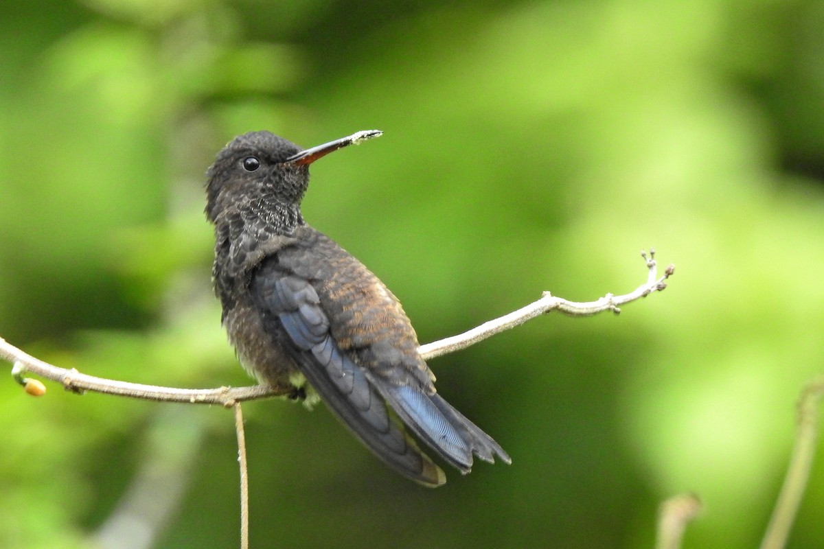 Steely-vented Hummingbird - ML66410491