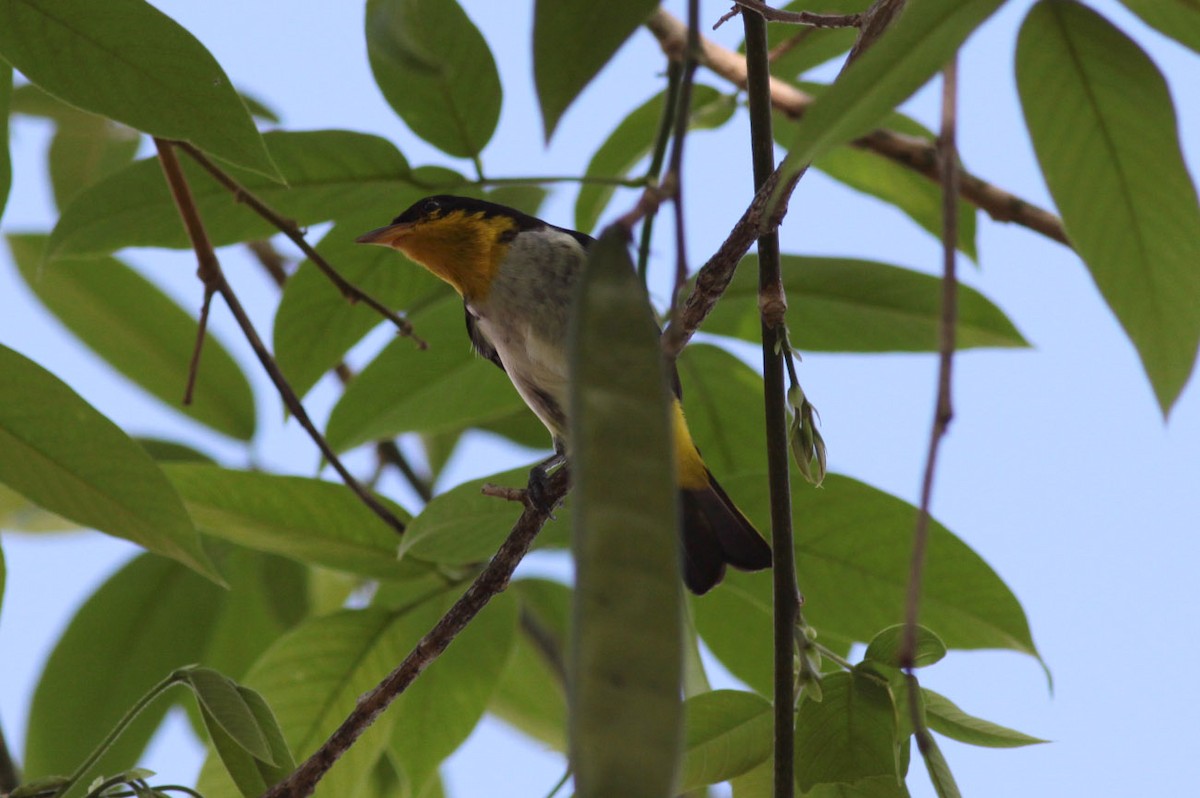 Yellow-backed Tanager - ML66416961