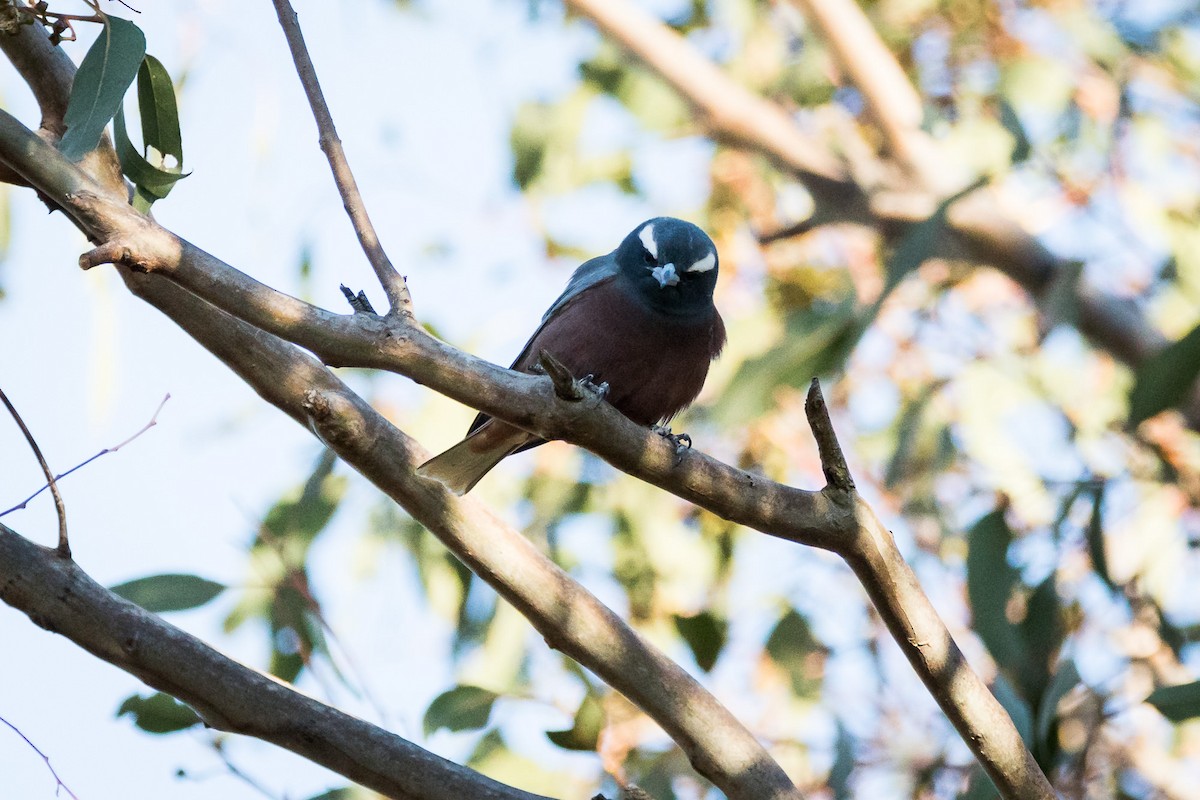 White-browed Woodswallow - ML66417411