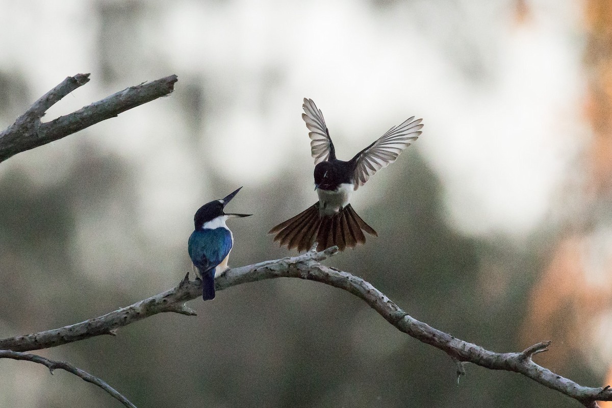 Forest Kingfisher - ML66417721