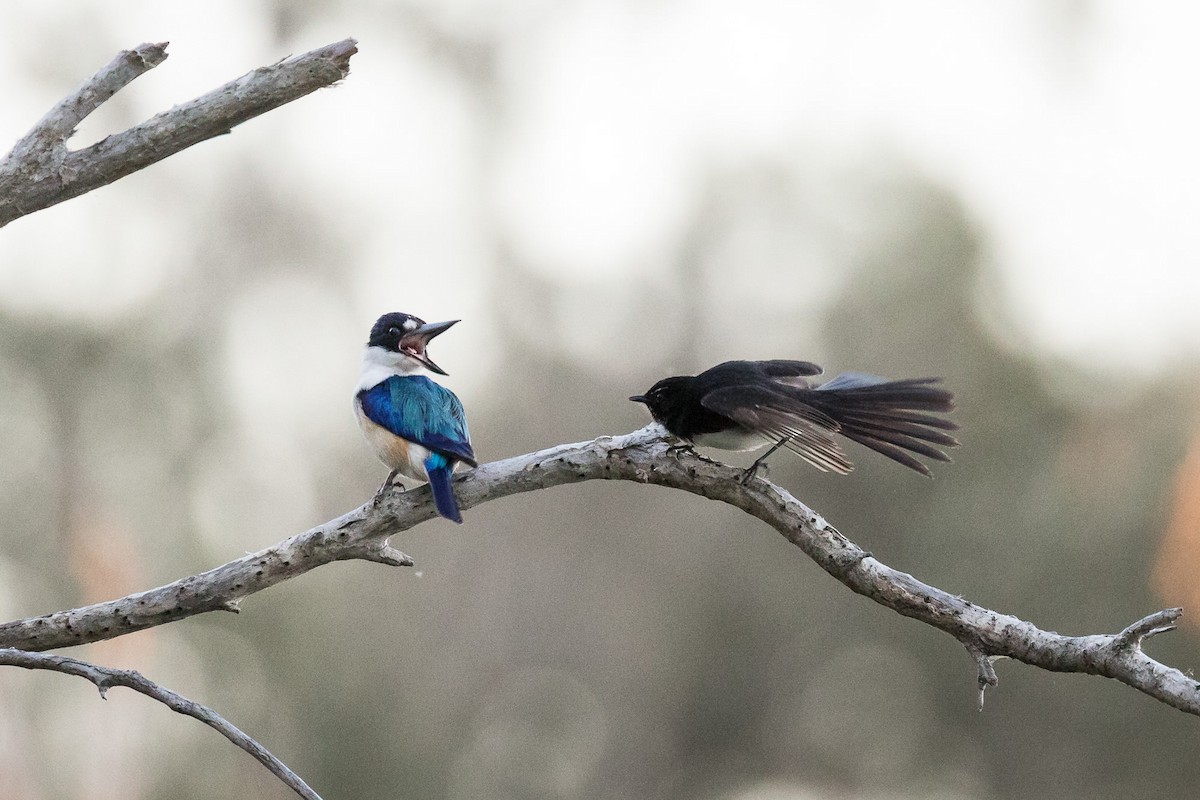 Forest Kingfisher - ML66418061