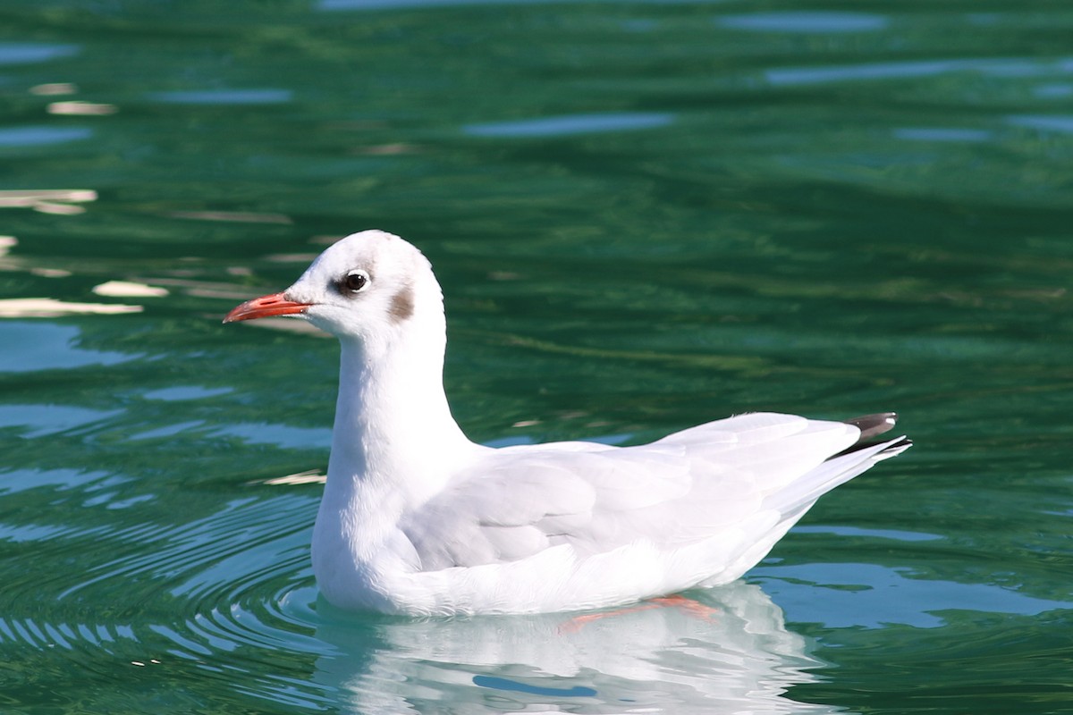 Black-headed Gull - Yefan Zhi
