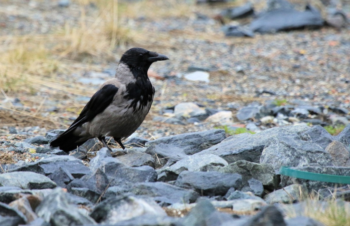 Hooded Crow - Patrick MONNEY