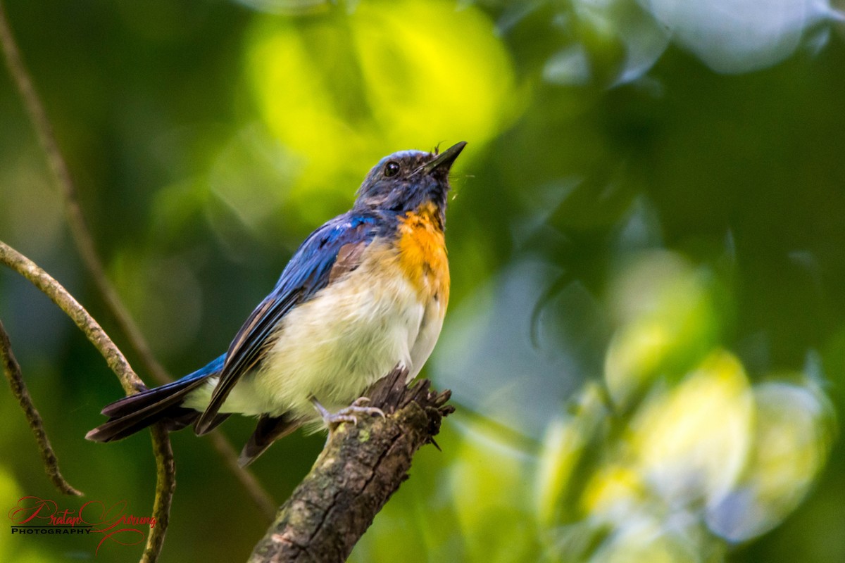 Blue-throated Flycatcher - Pratap Gurung