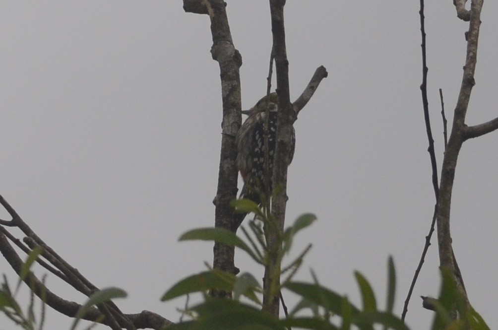 Yellow-crowned Woodpecker - Chirag Munje