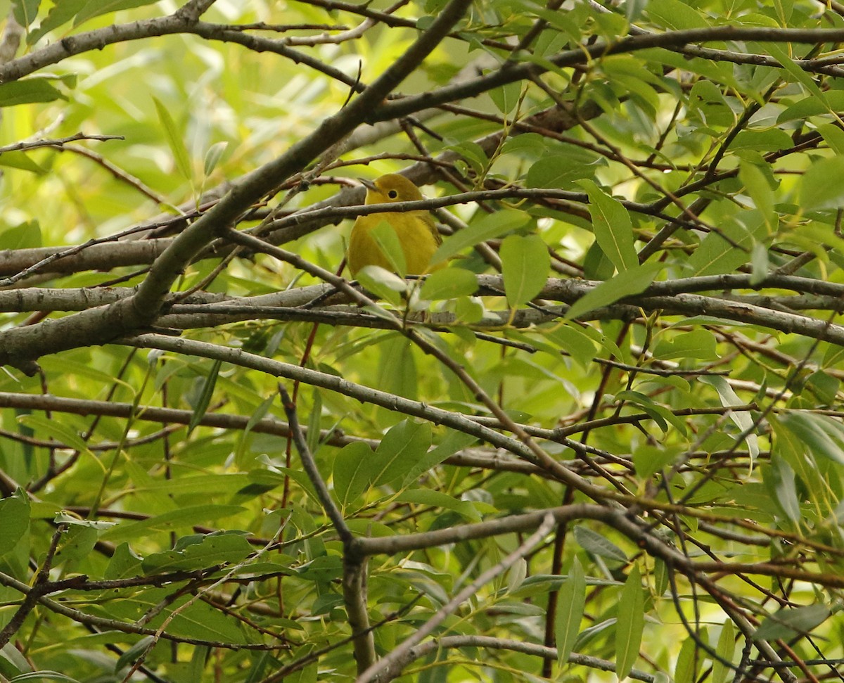 Yellow Warbler - David Bird