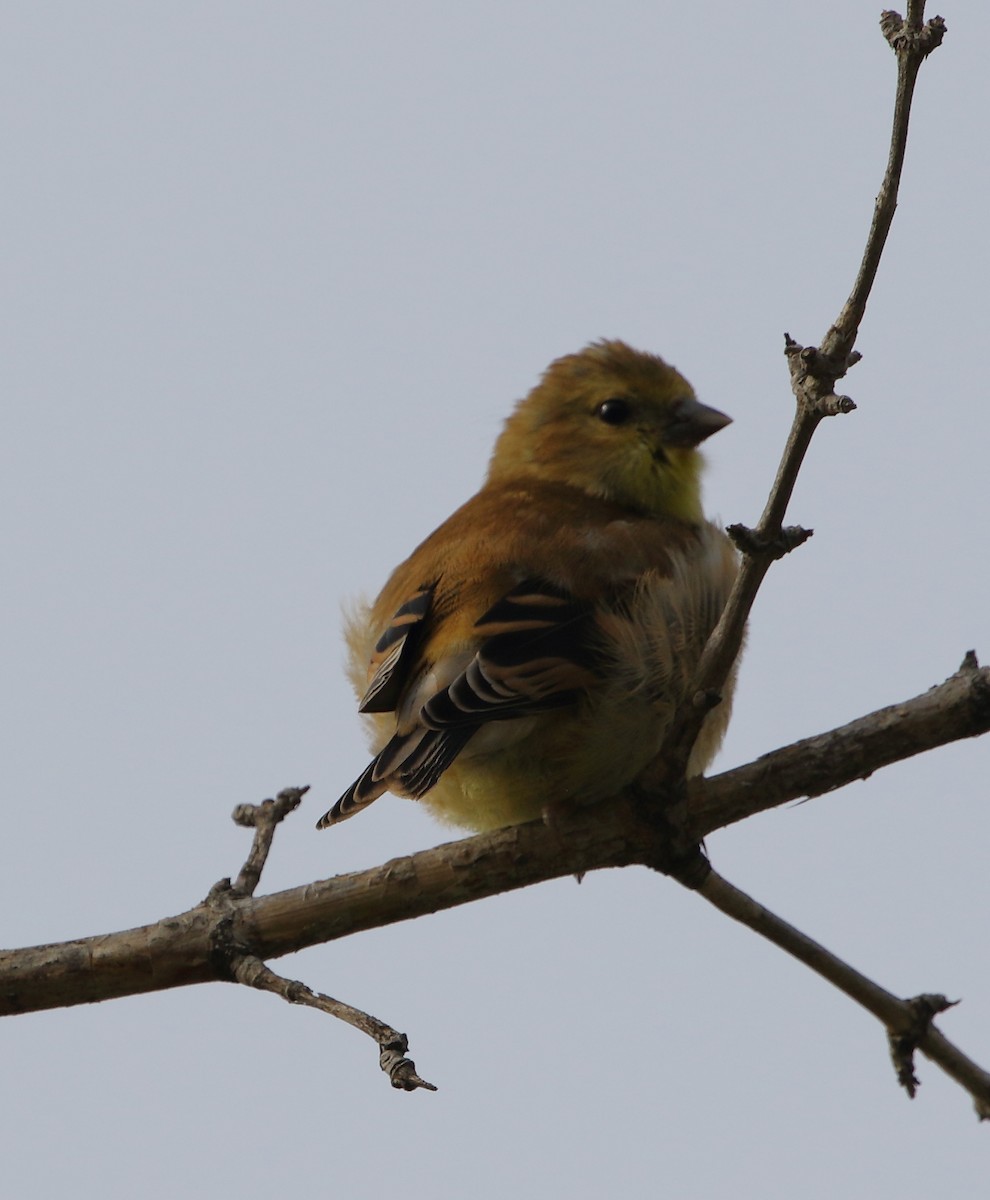 American Goldfinch - David Bird