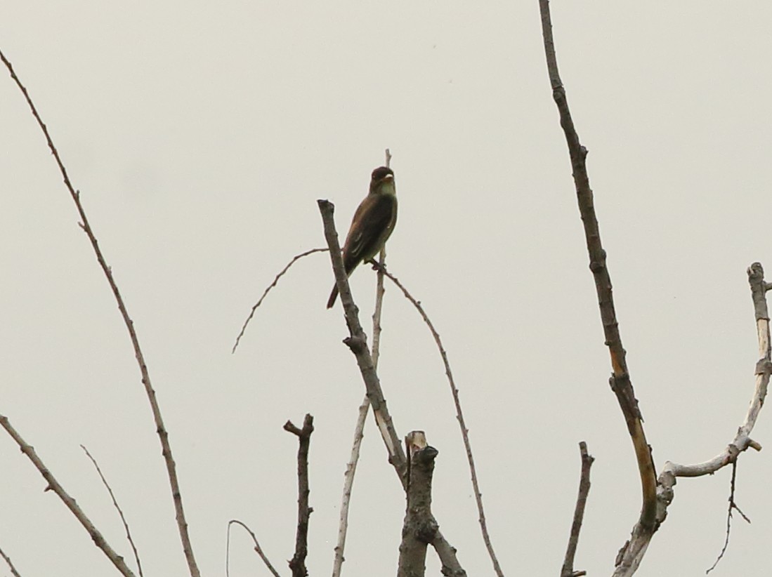 Great Crested Flycatcher - ML66425311