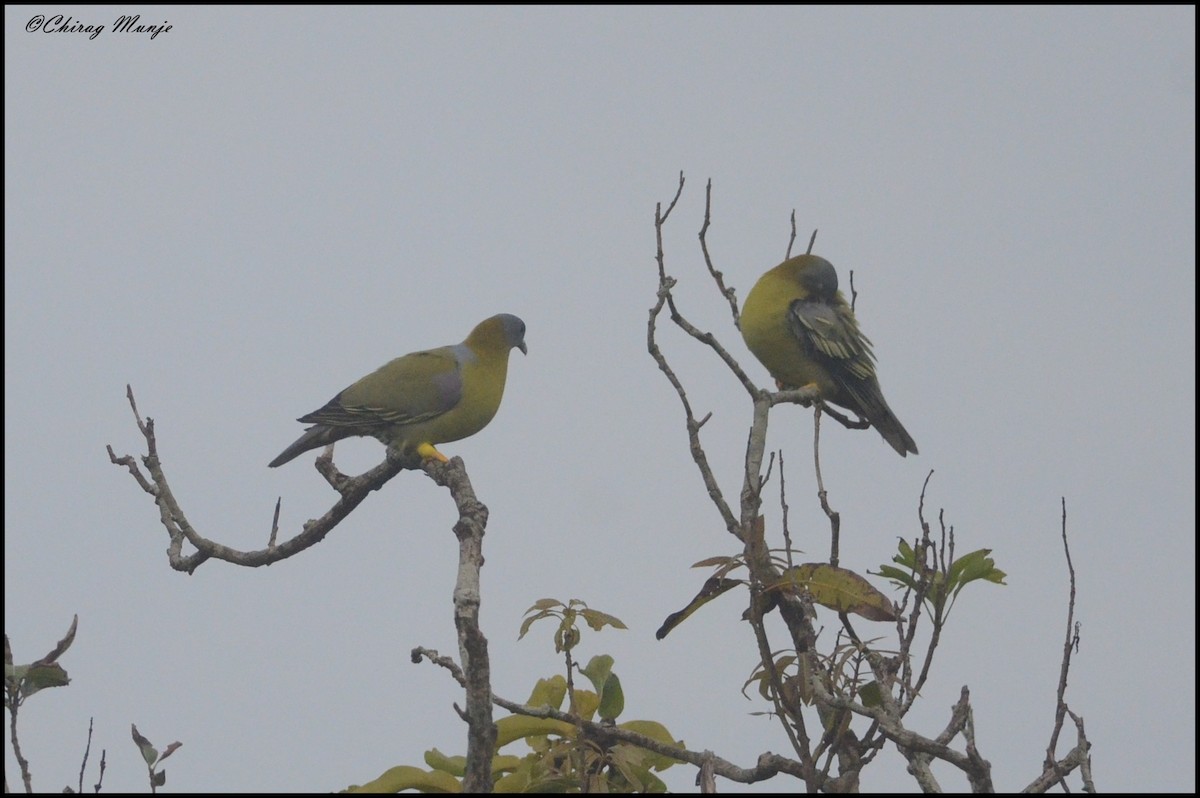 Yellow-footed Green-Pigeon - Chirag Munje