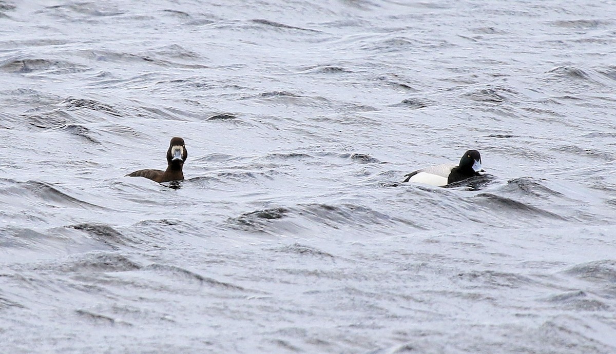 Greater Scaup - ML66425571