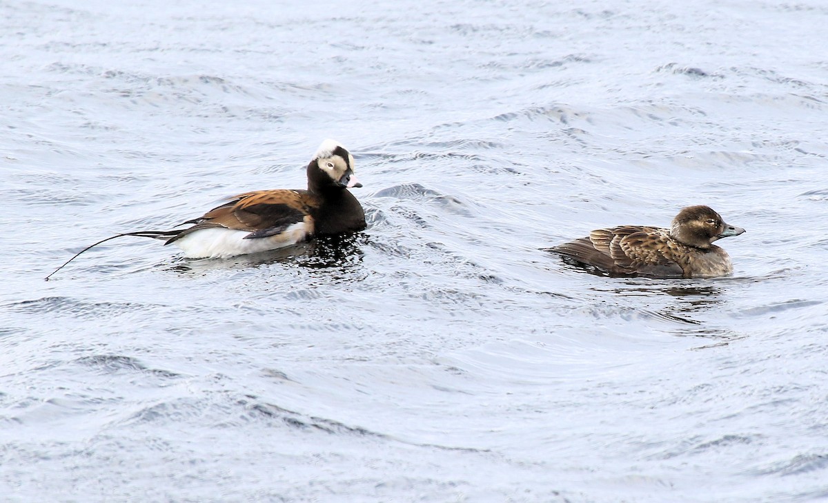 Long-tailed Duck - ML66425601