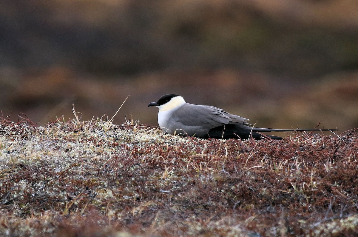 Long-tailed Jaeger - ML66425641