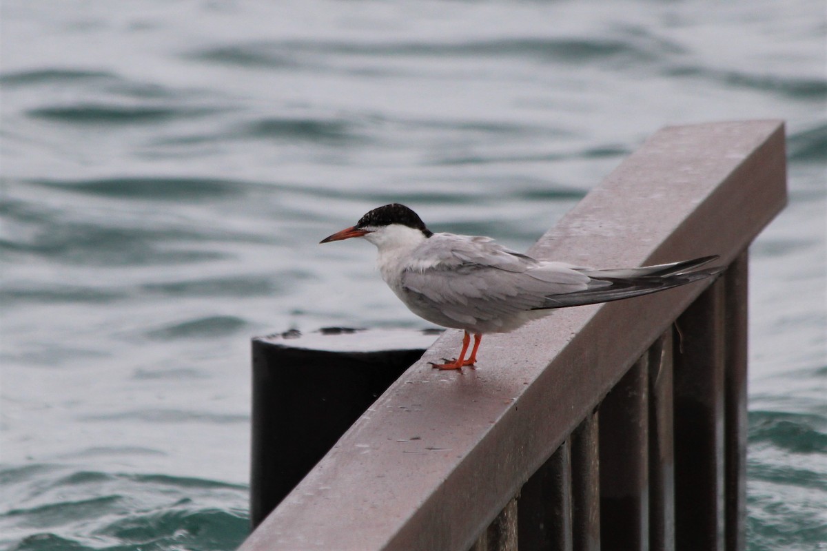 Common Tern - Deryl Nethercott