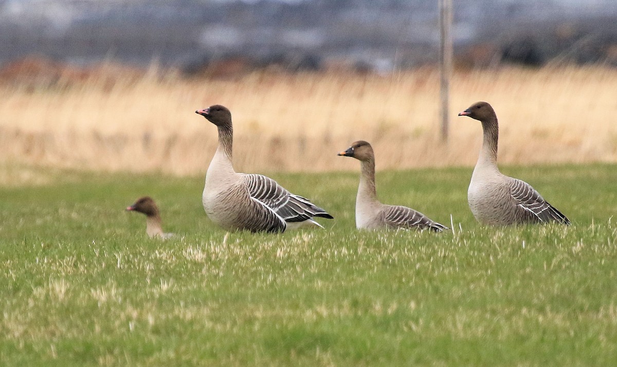 Pink-footed Goose - Patrick MONNEY