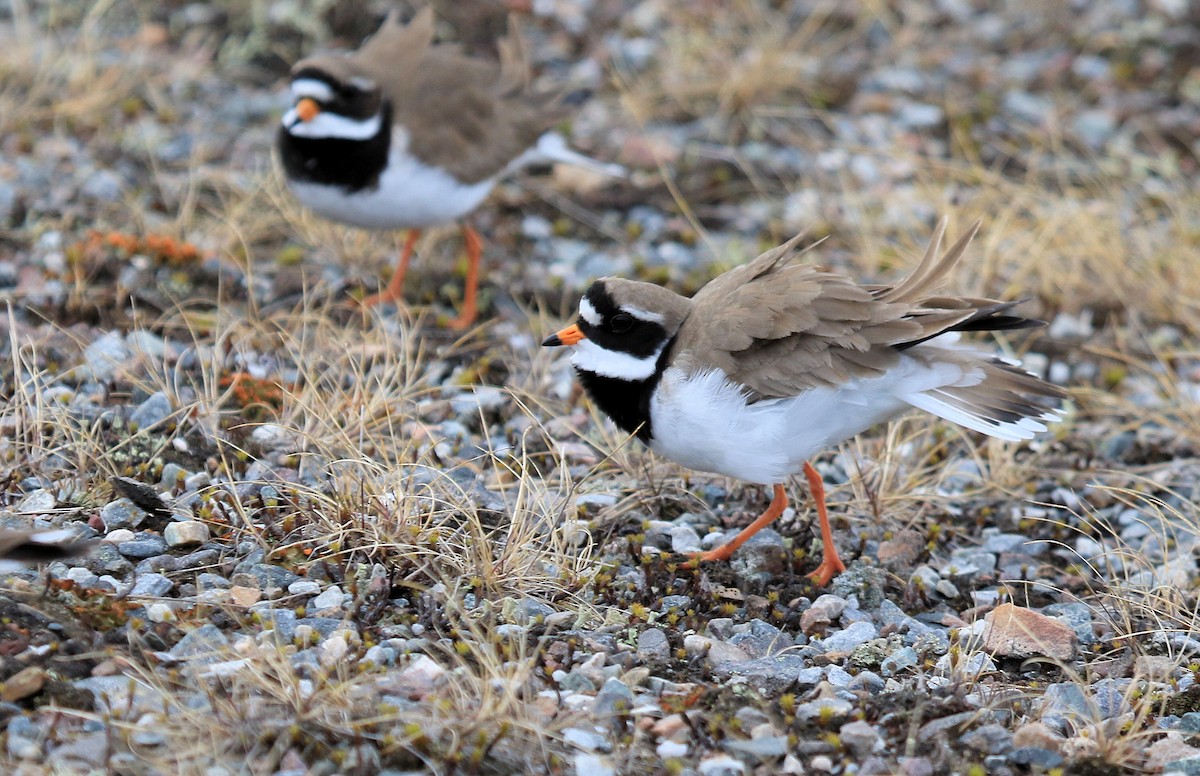 Common Ringed Plover - Patrick MONNEY