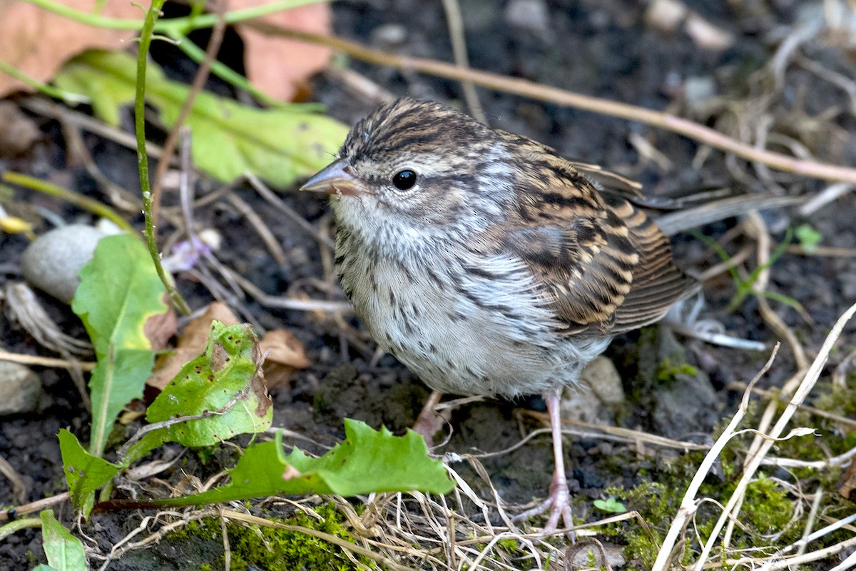 Chipping Sparrow - ML66426611