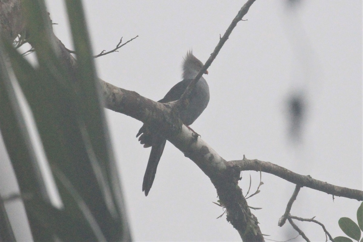 Crested Cuckoo-Dove - ML66429791