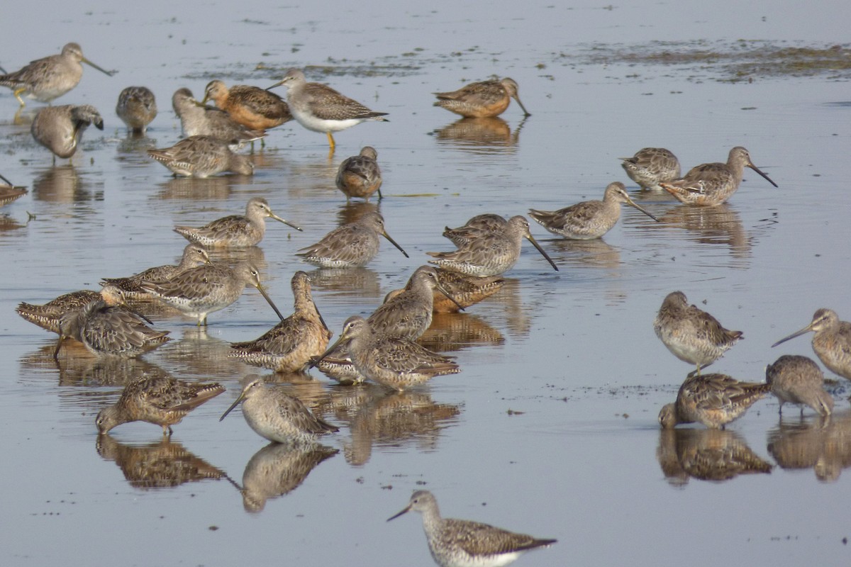 Long-billed Dowitcher - ML66430501