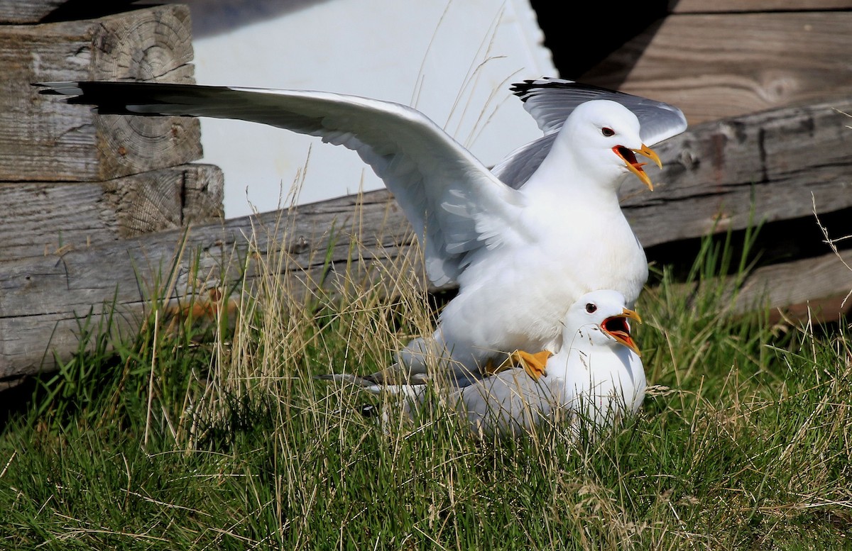 Common Gull - Patrick MONNEY