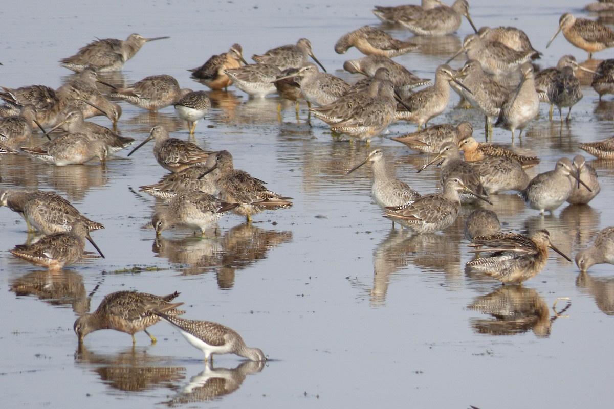 Long-billed Dowitcher - Laurie Koepke