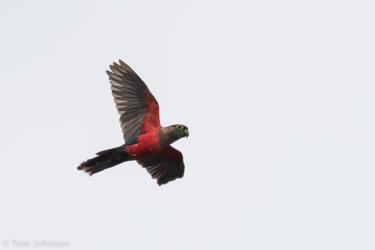Crimson-bellied Parakeet - Tom Johnson