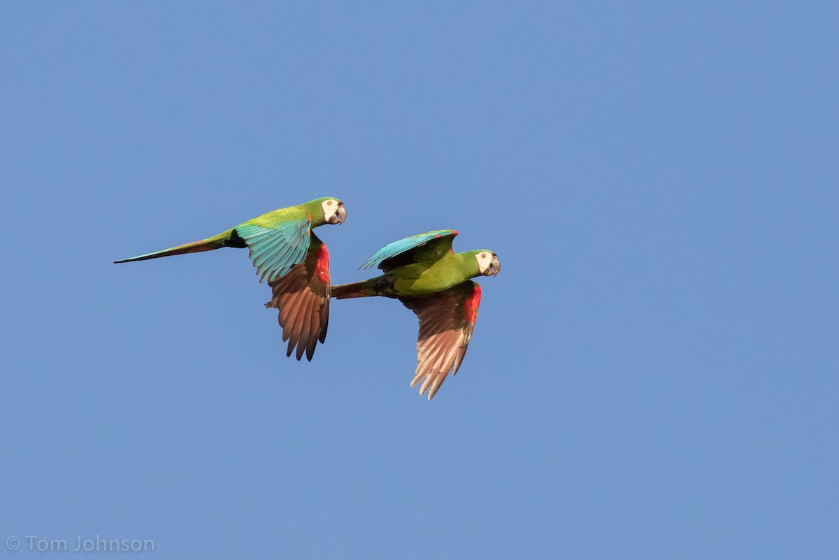 Chestnut-fronted Macaw - ML66432511