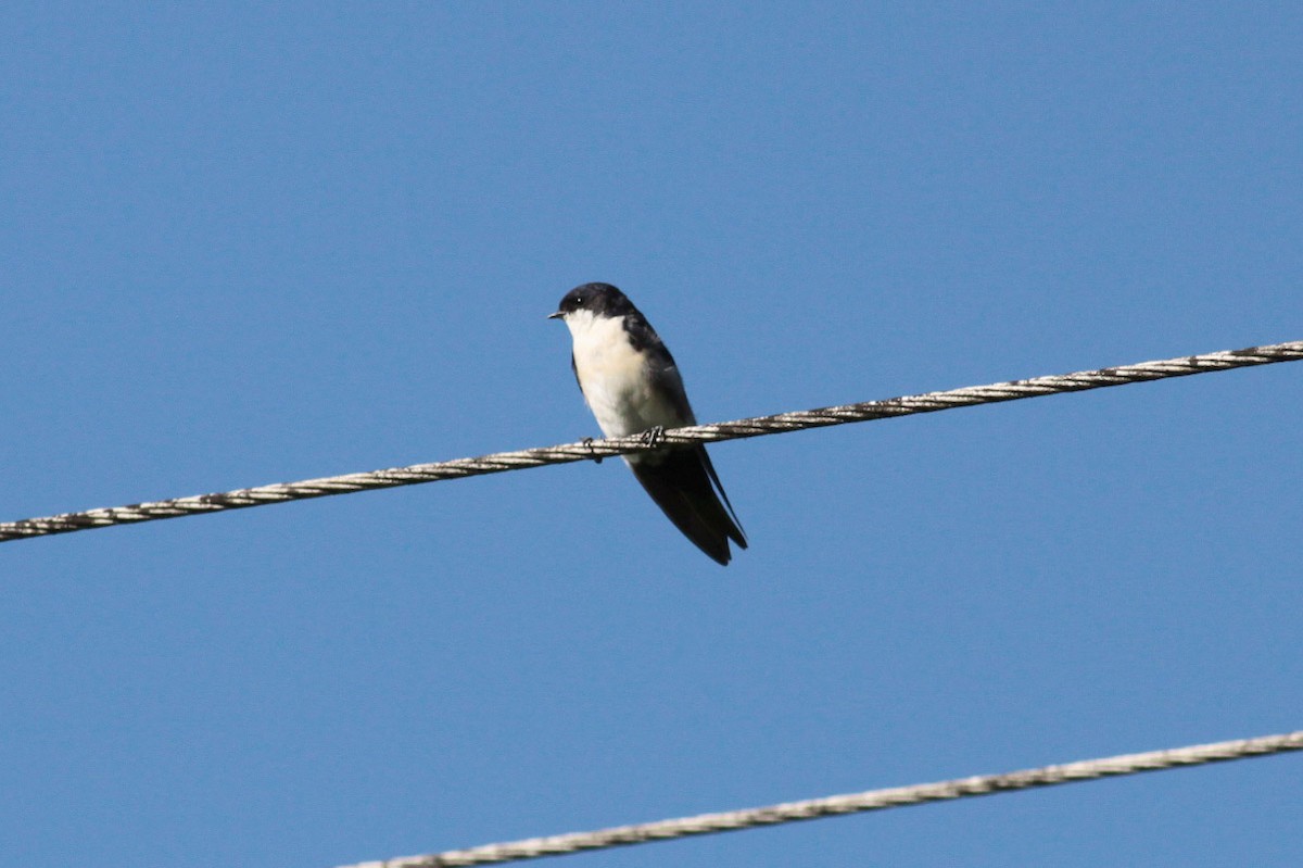 Blue-and-white Swallow - ML66435671